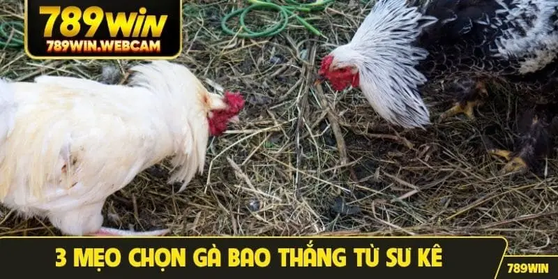 3 mẹo chọn gà bao thắng từ sư kê