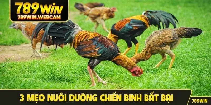 3 mẹo nuôi dưỡng chiến binh bất bại