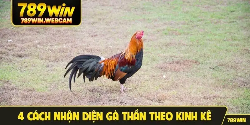 4 cách nhận diện gà thần theo kinh kê