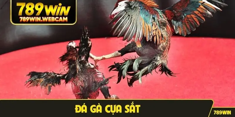 đá gà cựa sắt