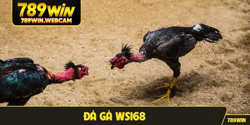 đá gà WS168