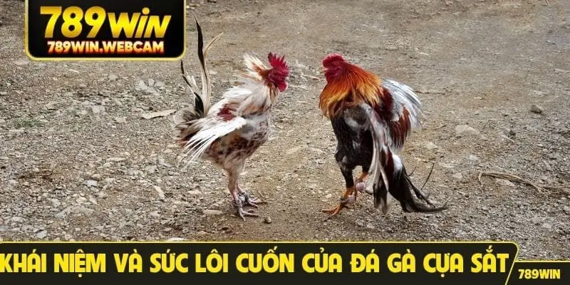 Khái niệm và sức lôi cuốn của đá gà cựa sắt