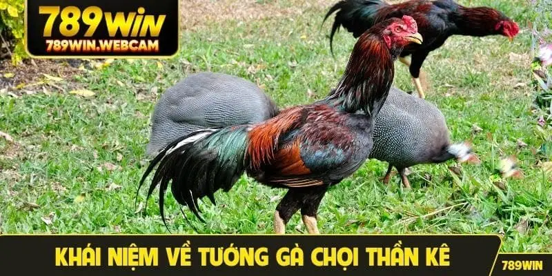 Khái niệm về tướng gà chọi thần kê