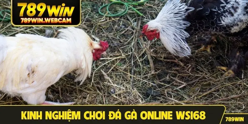 Kinh nghiệm chơi đá gà online WS168