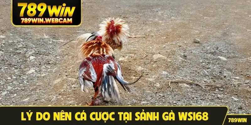 Lý do nên cá cược tại sảnh gà WS168