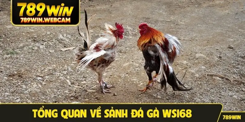 Tổng quan về sảnh đá gà WS168