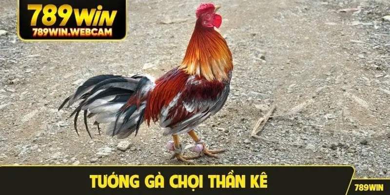 tướng gà chọi thần kê